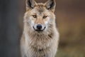 ÃÂ¡lose-up portrait of a wolf. Eurasian wolf Royalty Free Stock Photo